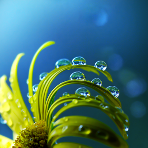 Joakim KrÃ¦mer – The most stunning macro photographs..