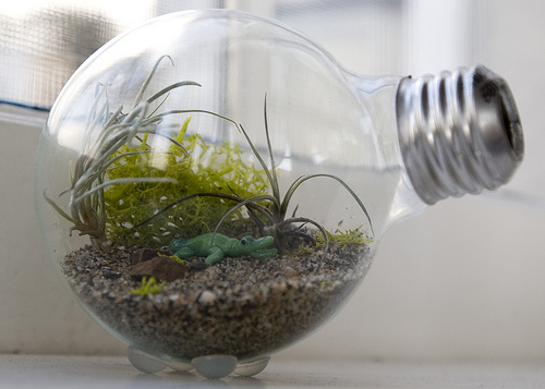How To… Make a Tiny Terrarium in a Light Bulb!
