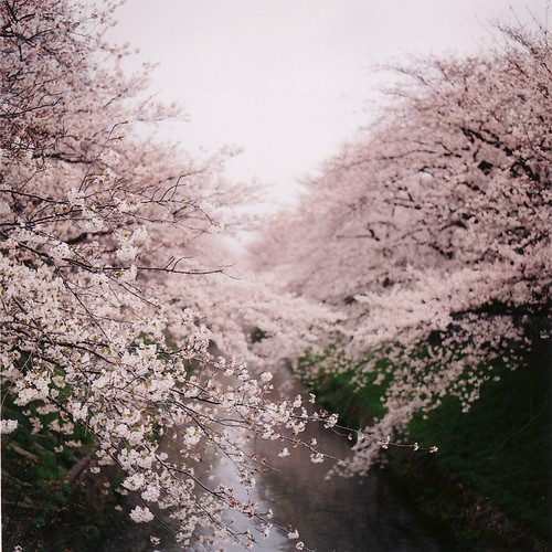 Pretty Pinks…