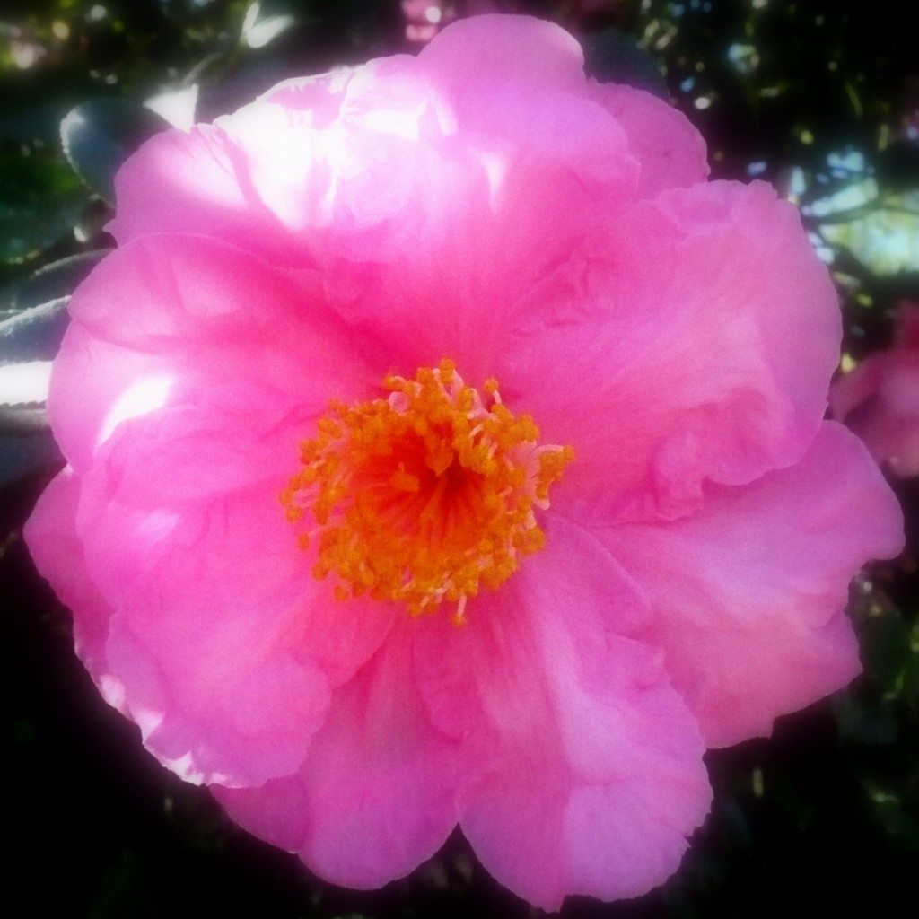In the garden today… winter blooms…